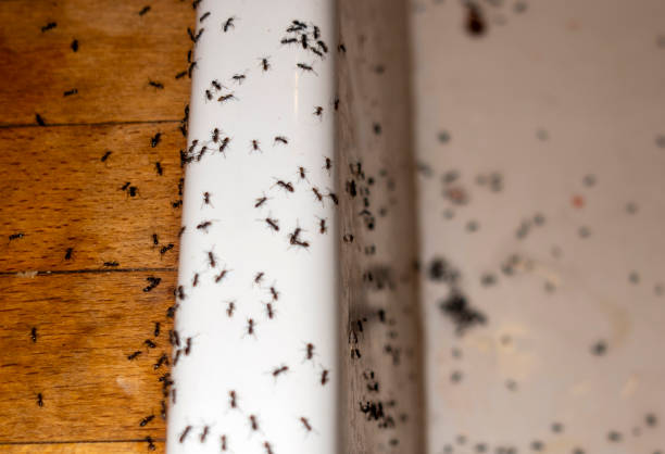 Best Best Pest Control Companies  in Mpbell, CA