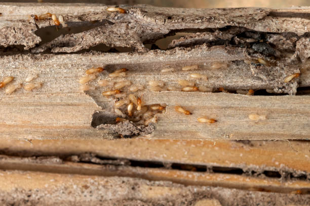 Best Pest Control Treatment  in Mpbell, CA